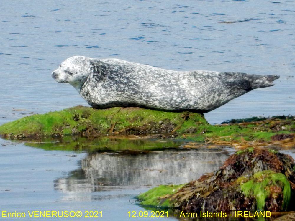 19 - Foca a riposo - Seal at rest.jpg